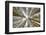 Fisheye view skyward of Redwood trees in fog. Redwood National Park, California-Adam Jones-Framed Photographic Print