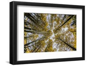 Fisheye view upward of aspen trees in fall, Uncompahgre National Forest, Colorado-Adam Jones-Framed Premium Photographic Print