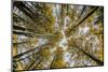 Fisheye view upward of aspen trees in fall, Uncompahgre National Forest, Colorado-Adam Jones-Mounted Premium Photographic Print