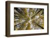 Fisheye view upward of aspen trees in fall, Uncompahgre National Forest, Colorado-Adam Jones-Framed Photographic Print