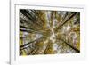 Fisheye view upward of aspen trees in fall, Uncompahgre National Forest, Colorado-Adam Jones-Framed Photographic Print