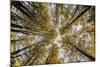 Fisheye view upward of aspen trees in fall, Uncompahgre National Forest, Colorado-Adam Jones-Mounted Photographic Print