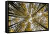 Fisheye view upward of aspen trees in fall, Uncompahgre National Forest, Colorado-Adam Jones-Framed Stretched Canvas