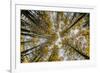 Fisheye view upward of aspen trees in fall, Uncompahgre National Forest, Colorado-Adam Jones-Framed Photographic Print