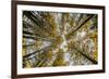 Fisheye view upward of aspen trees in fall, Uncompahgre National Forest, Colorado-Adam Jones-Framed Photographic Print