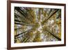 Fisheye view upward of aspen trees in fall, Uncompahgre National Forest, Colorado-Adam Jones-Framed Photographic Print