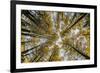 Fisheye view upward of aspen trees in fall, Uncompahgre National Forest, Colorado-Adam Jones-Framed Photographic Print