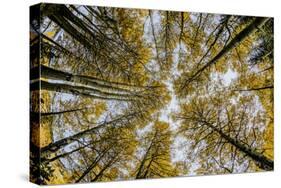 Fisheye view upward of aspen trees in fall, Uncompahgre National Forest, Colorado-Adam Jones-Stretched Canvas