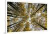 Fisheye view upward of aspen trees in fall, Uncompahgre National Forest, Colorado-Adam Jones-Framed Photographic Print