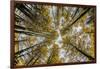 Fisheye view upward of aspen trees in fall, Uncompahgre National Forest, Colorado-Adam Jones-Framed Photographic Print