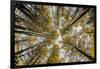 Fisheye view upward of aspen trees in fall, Uncompahgre National Forest, Colorado-Adam Jones-Framed Photographic Print