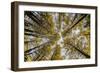 Fisheye view upward of aspen trees in fall, Uncompahgre National Forest, Colorado-Adam Jones-Framed Photographic Print