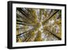 Fisheye view upward of aspen trees in fall, Uncompahgre National Forest, Colorado-Adam Jones-Framed Photographic Print