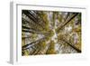 Fisheye view upward of aspen trees in fall, Uncompahgre National Forest, Colorado-Adam Jones-Framed Photographic Print