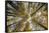 Fisheye view upward of aspen trees in fall, Uncompahgre National Forest, Colorado-Adam Jones-Framed Stretched Canvas