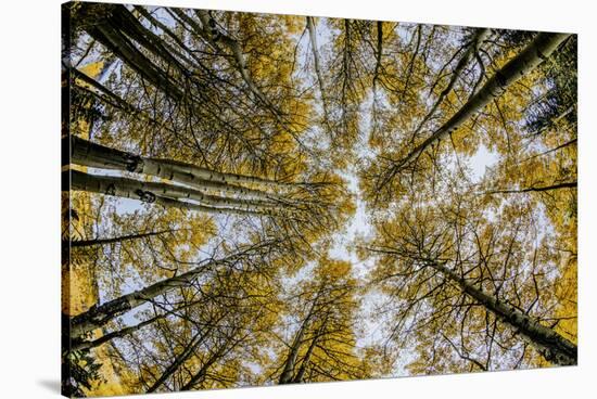 Fisheye view upward of aspen trees in fall, Uncompahgre National Forest, Colorado-Adam Jones-Stretched Canvas