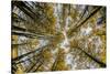 Fisheye view upward of aspen trees in fall, Uncompahgre National Forest, Colorado-Adam Jones-Stretched Canvas