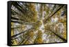 Fisheye view upward of aspen trees in fall, Uncompahgre National Forest, Colorado-Adam Jones-Framed Stretched Canvas