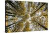 Fisheye view upward of aspen trees in fall, Uncompahgre National Forest, Colorado-Adam Jones-Stretched Canvas