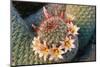 Fishhook Cactus in Bloom, Anza-Borrego Desert State Park, California, Usa-John Barger-Mounted Photographic Print