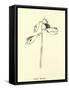 Fishia Marina-Edward Lear-Framed Stretched Canvas