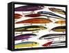 Fishing Artificial Lures, Thin Minnows-Anthony Harrison-Framed Stretched Canvas