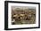 Fishing Boat Harbour, Porbander, Gujarat, India, Asia-Tony Waltham-Framed Photographic Print