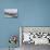 Fishing Boat in Harbour in Barbuda-Robert-Photographic Print displayed on a wall