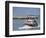 Fishing Boat Returning from Fishing, Deauville, Normandy, France-Guy Thouvenin-Framed Photographic Print