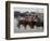 Fishing Boats, Howth Harbour, County Dublin, Republic Ireland, Europe-David Lomax-Framed Photographic Print