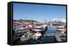 Fishing Boats in Tomvik Harbour, Kvaloya (Whale Island), Troms, Arctic Norway, Scandinavia, Europe-David Lomax-Framed Stretched Canvas