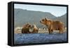 Fishing Brown Bear and Cubs, Katmai National Park, Alaska-Paul Souders-Framed Stretched Canvas