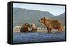 Fishing Brown Bear and Cubs, Katmai National Park, Alaska-Paul Souders-Framed Stretched Canvas