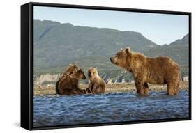 Fishing Brown Bear and Cubs, Katmai National Park, Alaska-Paul Souders-Framed Stretched Canvas