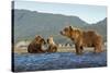 Fishing Brown Bear and Cubs, Katmai National Park, Alaska-Paul Souders-Stretched Canvas