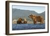 Fishing Brown Bear and Cubs, Katmai National Park, Alaska-Paul Souders-Framed Photographic Print