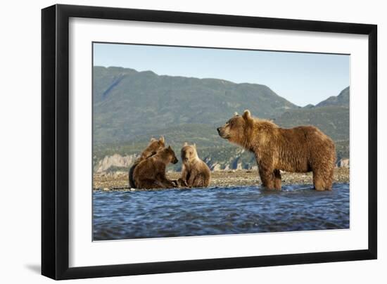 Fishing Brown Bear and Cubs, Katmai National Park, Alaska-Paul Souders-Framed Photographic Print