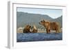 Fishing Brown Bear and Cubs, Katmai National Park, Alaska-Paul Souders-Framed Photographic Print