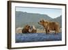 Fishing Brown Bear and Cubs, Katmai National Park, Alaska-Paul Souders-Framed Photographic Print