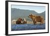 Fishing Brown Bear and Cubs, Katmai National Park, Alaska-Paul Souders-Framed Photographic Print