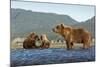 Fishing Brown Bear and Cubs, Katmai National Park, Alaska-Paul Souders-Mounted Photographic Print