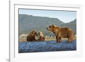 Fishing Brown Bear and Cubs, Katmai National Park, Alaska-Paul Souders-Framed Photographic Print