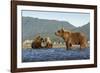 Fishing Brown Bear and Cubs, Katmai National Park, Alaska-Paul Souders-Framed Photographic Print