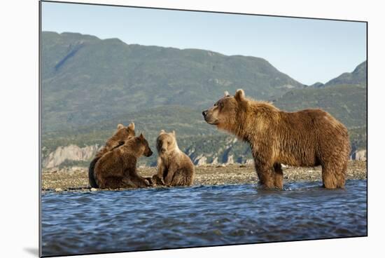 Fishing Brown Bear and Cubs, Katmai National Park, Alaska-Paul Souders-Mounted Photographic Print