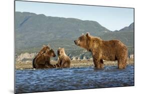 Fishing Brown Bear and Cubs, Katmai National Park, Alaska-Paul Souders-Mounted Photographic Print