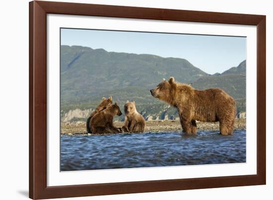 Fishing Brown Bear and Cubs, Katmai National Park, Alaska-Paul Souders-Framed Photographic Print