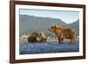 Fishing Brown Bear and Cubs, Katmai National Park, Alaska-Paul Souders-Framed Photographic Print
