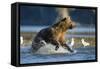 Fishing Brown Bear in Katmai National Park-Paul Souders-Framed Stretched Canvas