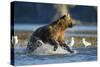 Fishing Brown Bear in Katmai National Park-Paul Souders-Stretched Canvas