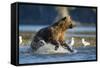 Fishing Brown Bear in Katmai National Park-Paul Souders-Framed Stretched Canvas